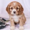 Puppies for sale Belgium, Bruges Cocker Spaniel