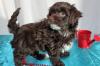 Puppies for sale Belgium, Charleroi , Havapoo