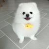 Puppies for sale Tajikistan, Dushanbe Pomeranian Spitz