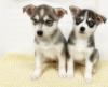 Puppies for sale Italy, Milan , POMSKY