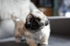 Puppies for sale Poland, Warsaw Pekinese