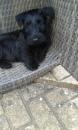 Puppies for sale Netherlands, Amsterdam Scots setter