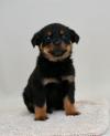 Puppies for sale Poland, Warsaw Rottweiler