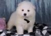 Puppies for sale Spain, Madrid Samoyed dog (Samoyed)