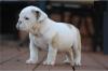 Puppies for sale Finland, Helsinki English Bulldog