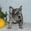 Puppies for sale Sweden, Norcheping French Bulldog