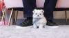 Puppies for sale Belgium, Brussels Maltese