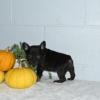 Puppies for sale United Kingdom, Cambridge French Bulldog