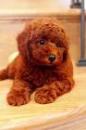 Puppies for sale Czech Republic, Brno Toy-poodle