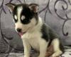 Puppies for sale Ireland, ASHBOURNE , POMSKY