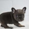 Puppies for sale Ireland, Dublin French Bulldog