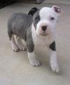 Puppies for sale Netherlands, Eindhoven American Pit-Bull Terrier