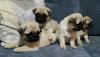 Puppies for sale Netherlands, Amsterdam Pug