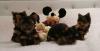 Puppies for sale Italy, Naples Yorkshire Terrier