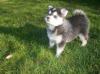 Puppies for sale Netherlands, Eindhoven Other breed, pomsky