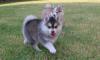 Puppies for sale Finland, Rovaniemi , pomsky