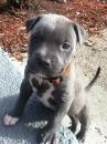 Puppies for sale Netherlands, Rotterdam American Pit-Bull Terrier