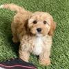 Puppies for sale Italy, Salerno , cavapoo