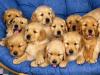 Puppies for sale Denmark, Odense Golden Retriever