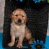 Puppies for sale Sweden, Norcheping Golden Retriever