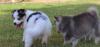 Puppies for sale Malta, Valletta Other breed, pomsky