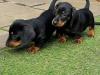 Puppies for sale Italy, Milan Dachshund