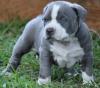 Puppies for sale Netherlands, Maastricht American Pit-Bull Terrier