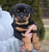 Puppies for sale Italy, Turin Rottweiler