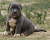 Puppies for sale Portugal, Lisbon American Pit-Bull Terrier