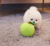 Puppies for sale Italy, Cortina d'ampetso Pomeranian Spitz