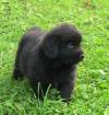 Puppies for sale Sweden, Stockholm Newfoundland