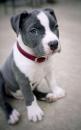 Puppies for sale Germany, Chemnitz American Pit-Bull Terrier