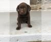 Puppies for sale United Kingdom, Liverpool Labrador Retriever