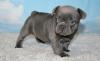 Puppies for sale Spain, Barcelona French Bulldog