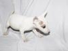 Puppies for sale Cyprus, Limassol Bull Terrier