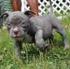 Puppies for sale Italy, Bologna American Pit-Bull Terrier