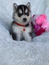 Puppies for sale Italy, Ancona Other breed, SIBERIAN HUSKY
