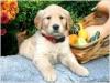 Puppies for sale Spain, Madrid Golden Retriever