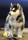 Puppies for sale France, Paris , pomsky
