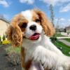Puppies for sale Italy, Cremona King Charles Spaniel