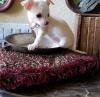 Puppies for sale Czech Republic, Prague Chihuahua