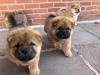 Puppies for sale Belgium, Gant Chow Chow