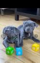 Puppies for sale Italy, Turin Staffordshire Bull Terrier