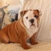 Puppies for sale Romania, Bucharest English Bulldog