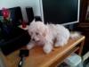 Puppies for sale Spain, Madrid Maltese