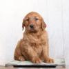 Puppies for sale Greece, Larissa Golden Retriever