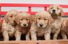Puppies for sale Italy, Naples Golden Retriever