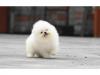 Puppies for sale Cyprus, Paphos Pomeranian Spitz