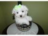 Puppies for sale Sweden, Stockholm Maltese