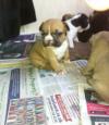 Puppies for sale Spain, Madrid French Bulldog